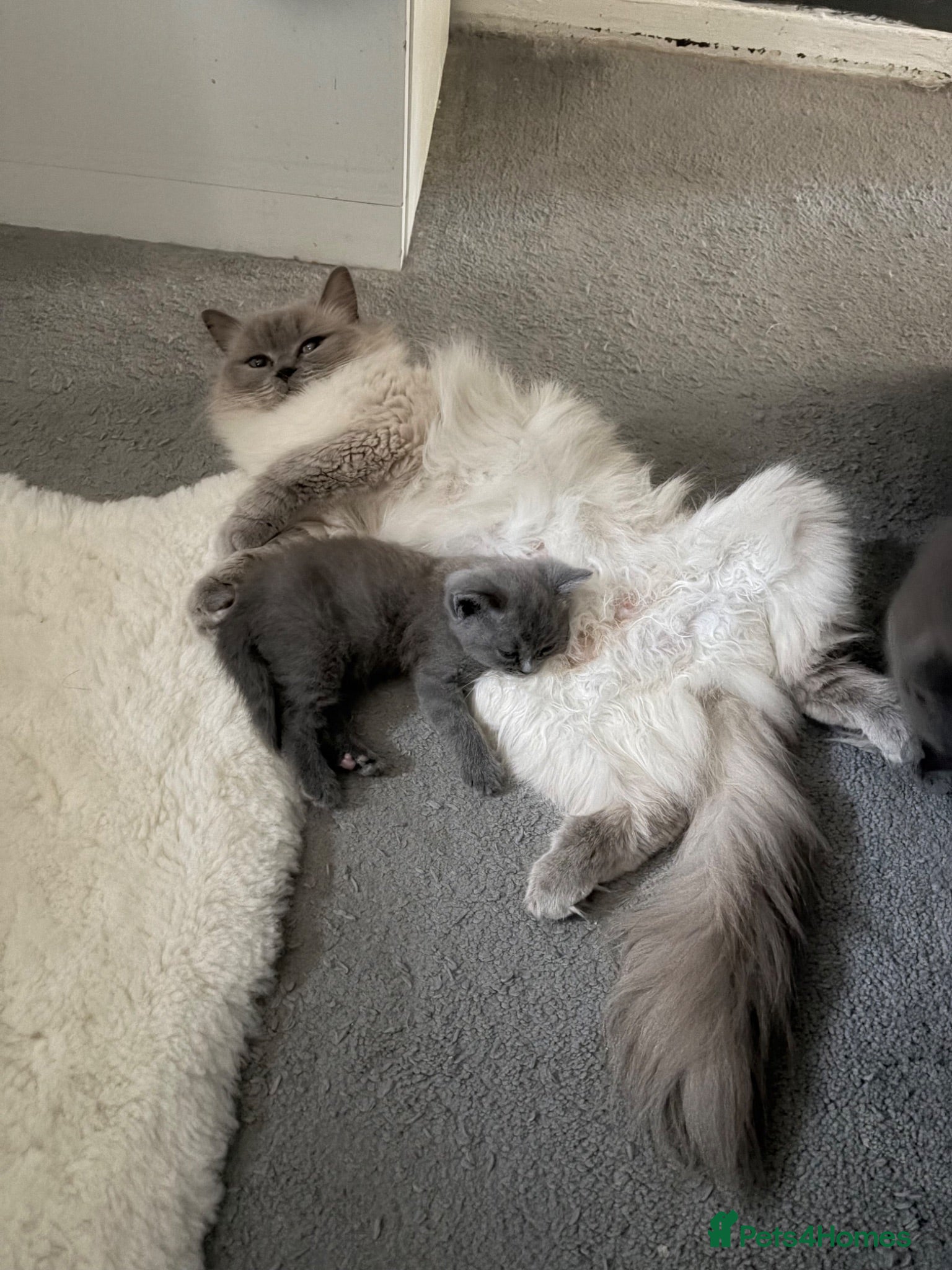 British Shorthair cats Beautiful British Blue shorthair X Ragdoll babies  - Advert 2