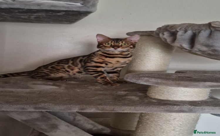 Bengal cats Active Tica registered boy😍 - Advert 8