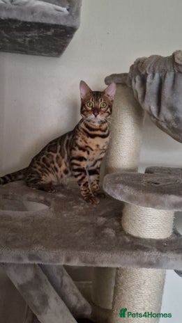 Bengal cats Active Tica registered boy😍 - Advert 8