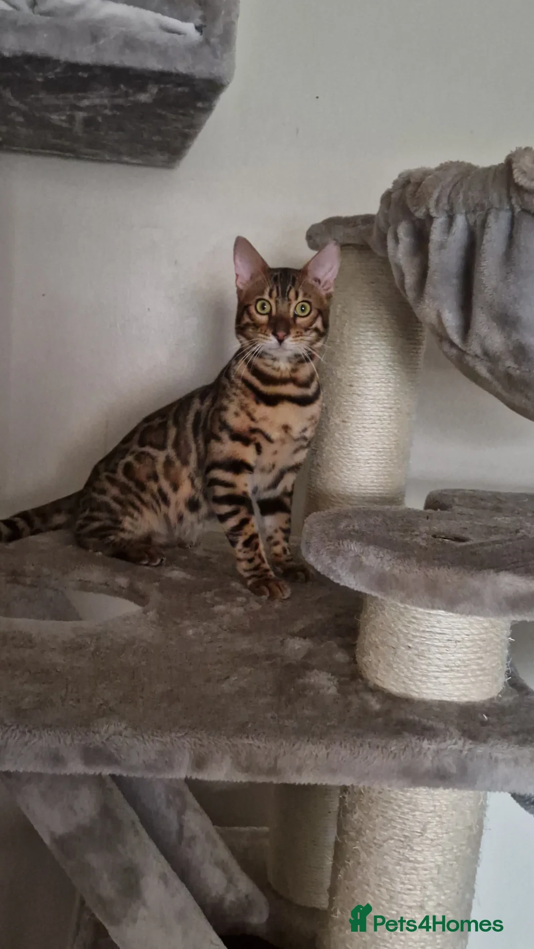 Bengal cats for sale: Active Tica registered boy😍 - Advert 3