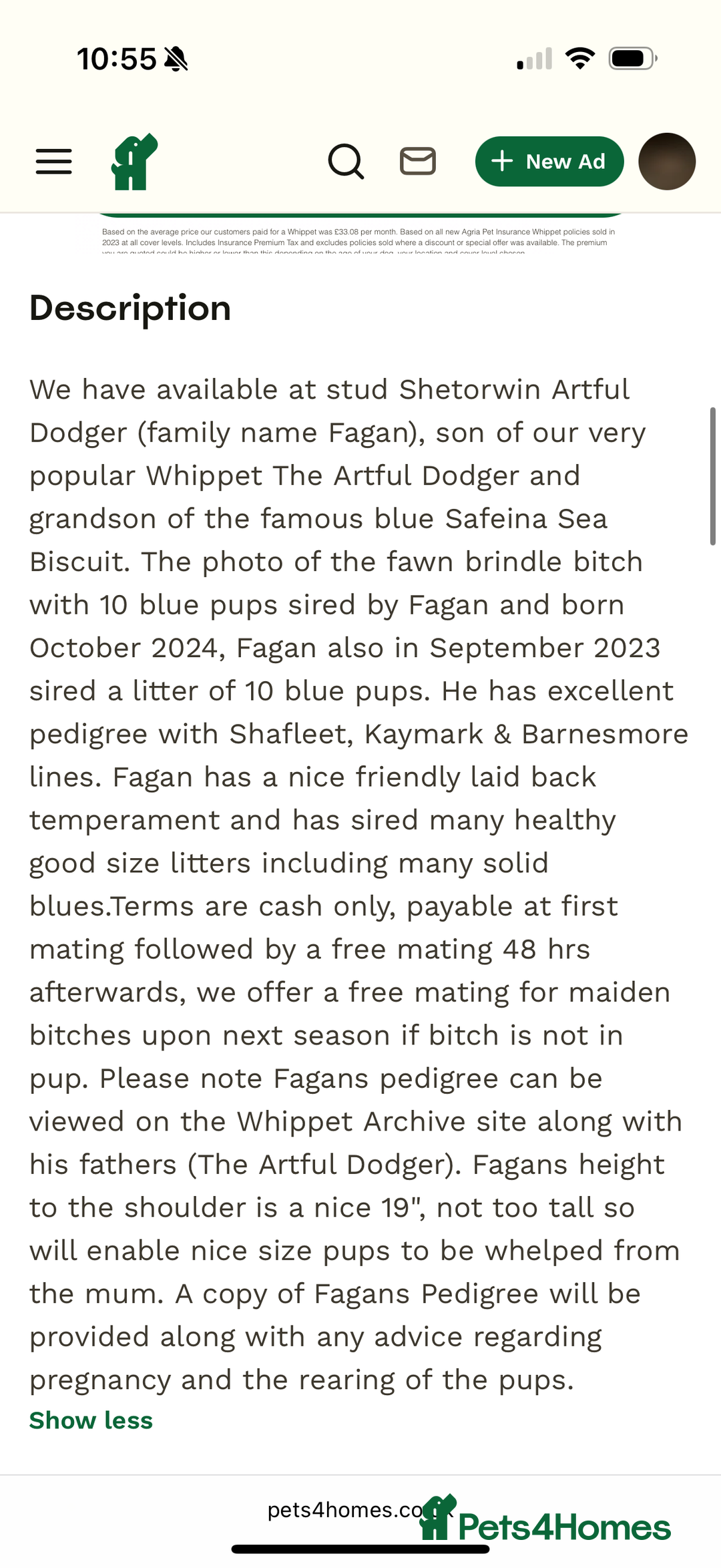 Whippet dogs for sale: Beautiful blue whippets  - Image 9