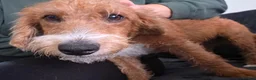 Jackapoo dogs for sale: Cheeky loving lala - Advert 4