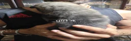 Shepsky dogs for sale: 9 shepsky puppies  - Advert 19