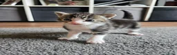Mixed Breed cats for sale: 4 Gorgeous Kittens in Runcorn - Advert 18