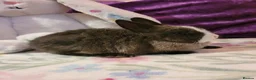 Netherland Dwarf rabbits for sale: Pure Bred Netherland Dwarfs - Advert 2