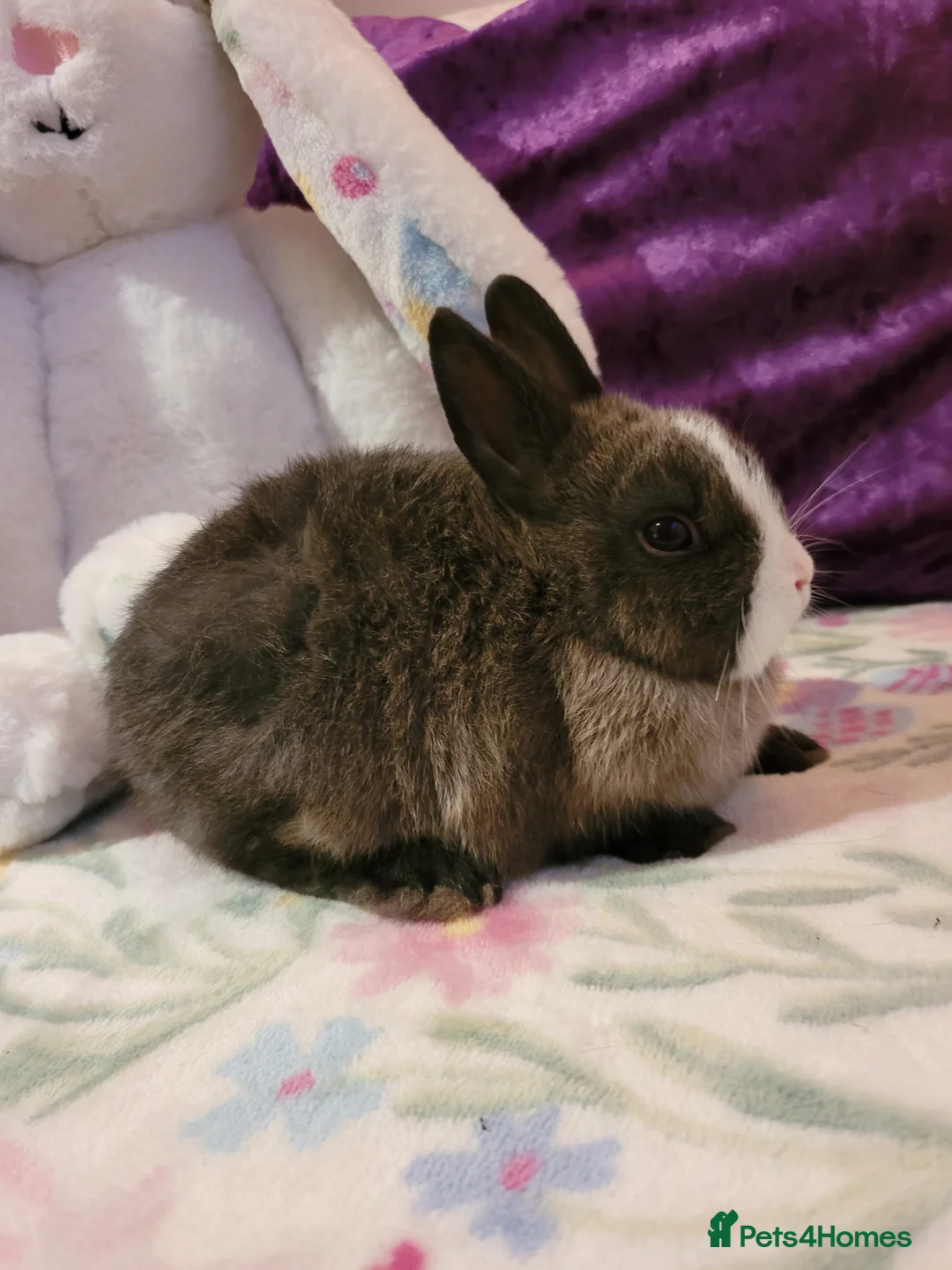 Netherland Dwarf rabbits for sale: Pure Bred Netherland Dwarfs - Advert 2