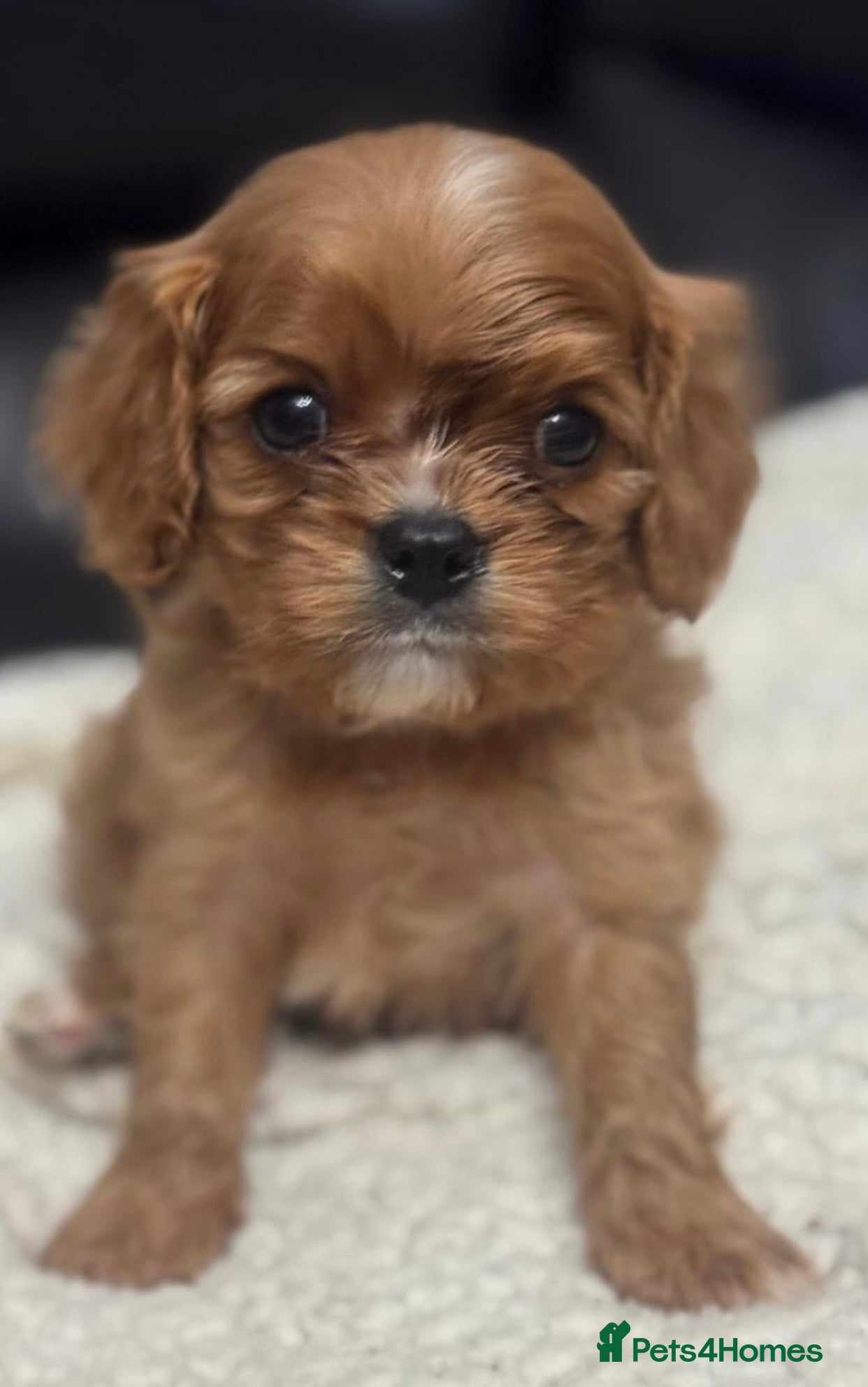 Cavalier King Charles Spaniel dogs Ready now Cavalier King Charles puppies - Advert 5