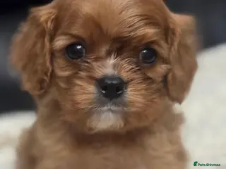 Cavalier King Charles Spaniel dogs Ready now Cavalier King Charles puppies - Advert 5