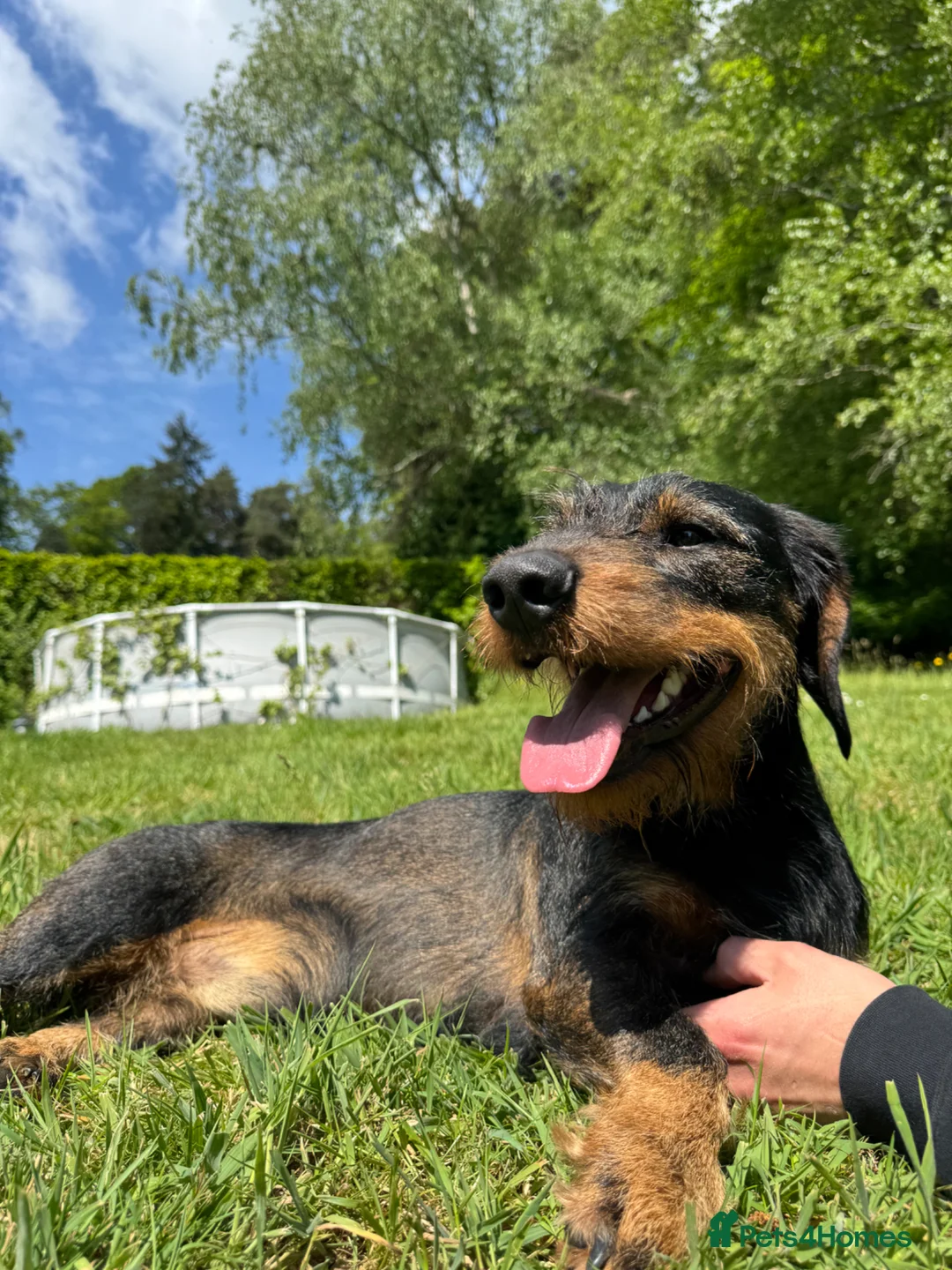 Mixed Breed dogs for sale: Hugo-15 Month Old Doberman x Wire Haired Dachshund - Advert 2