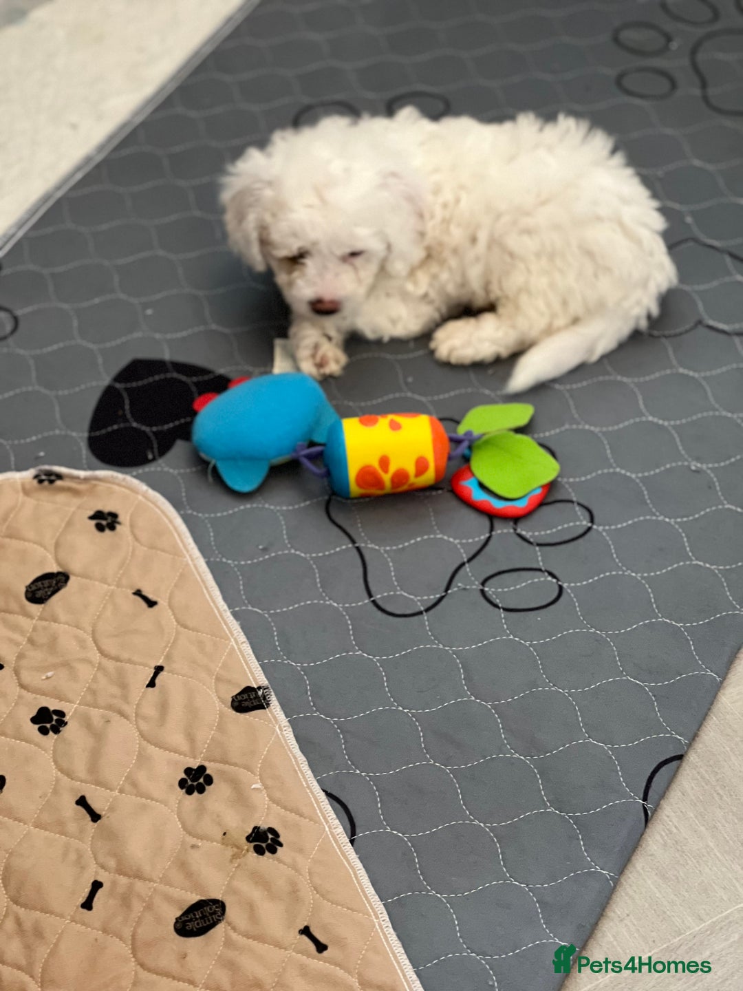 Cavapoo dogs for sale: LAST GIRL LOOKING FOR A FOREVER HOME 🏠  - Image 5