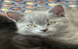 British Shorthair cats for sale: Adorable British Shorthair kittens - Blue & Choco - Image 14