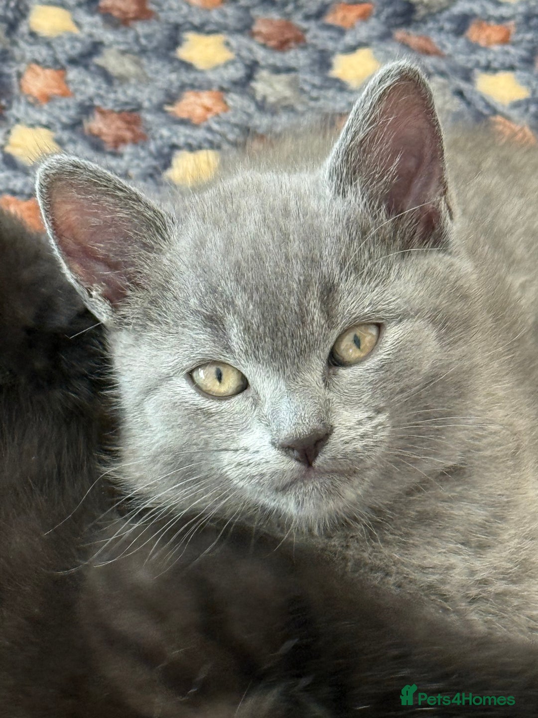 British Shorthair cats for sale: Adorable British Shorthair kittens - Blue & Choco - Image 14