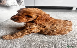 Cockapoo dogs for sale: Beautiful Cockapoo F2 puppies  - Image 24