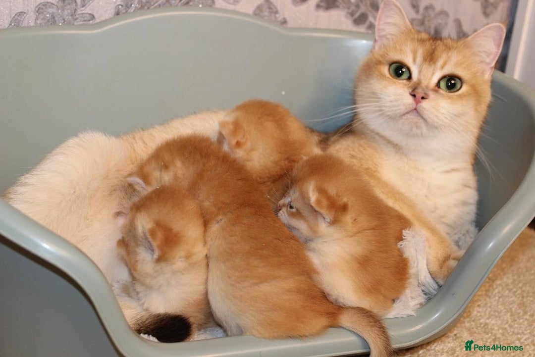 British Shorthair cats for sale: ⭐️Golden and Blue Golden Chinchilla kittens⭐️ - Image 11