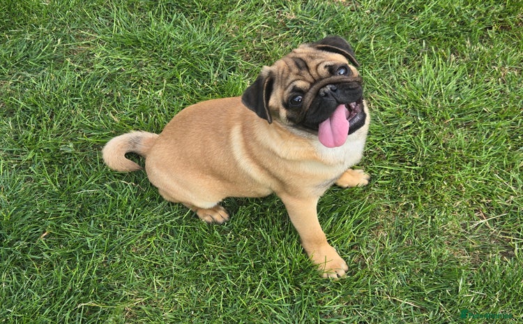 Pug dogs - Advert 1