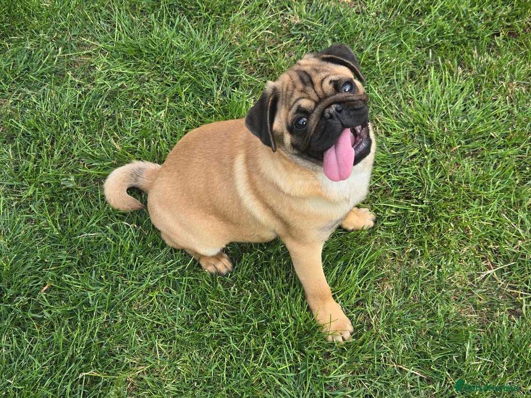 Pug dogs for sale: Stunning Apricot KC reg male pug - Image 4