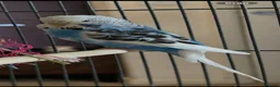 Budgerigars birds for sale: Budgies - Advert 6
