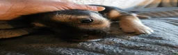 Mixed Breed dogs for sale: Puppy puppie for sale half frencie and yorkiepoo  - Advert 17