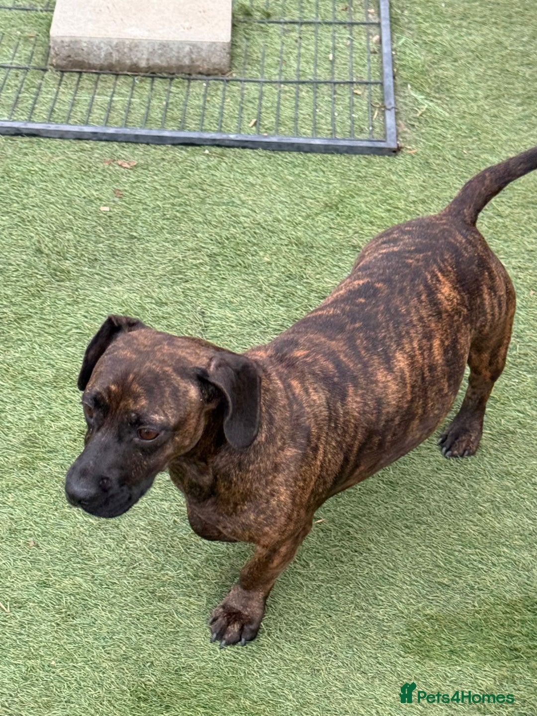 Mixed Breed dogs for adoption: Cutie Mimmi looking for love - Advert 10