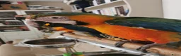 Macaws birds for sale: Lovely, beautiful Catalina Macaw girl ❤️ - Advert 4