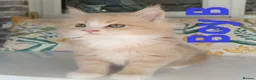 Maine Coon cats for sale: Maine Coon Family "Puuure Love" kittens available  - Advert 7
