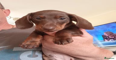 Dachshund dogs - Advert 7