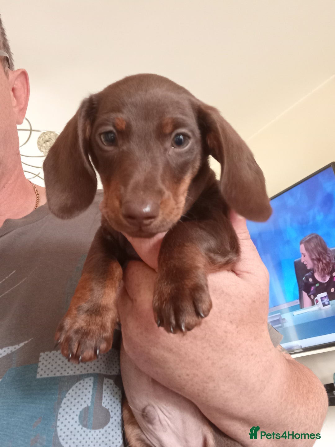 Dachshund dogs for sale: 3 male dachshunds ready for loving homes - Image 3