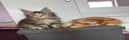 Maine Coon cats for sale: ✨5 GCCF Pure bred MC kittens  - Advert 12