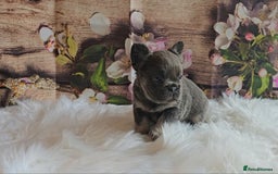 French Bulldog dogs for sale: Welcome to the Fluffy Crew 🥰 - Advert 31