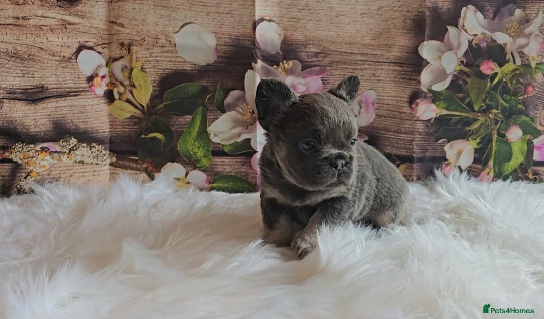 French Bulldog dogs for sale: Welcome to the Fluffy Crew 🥰 - Advert 31