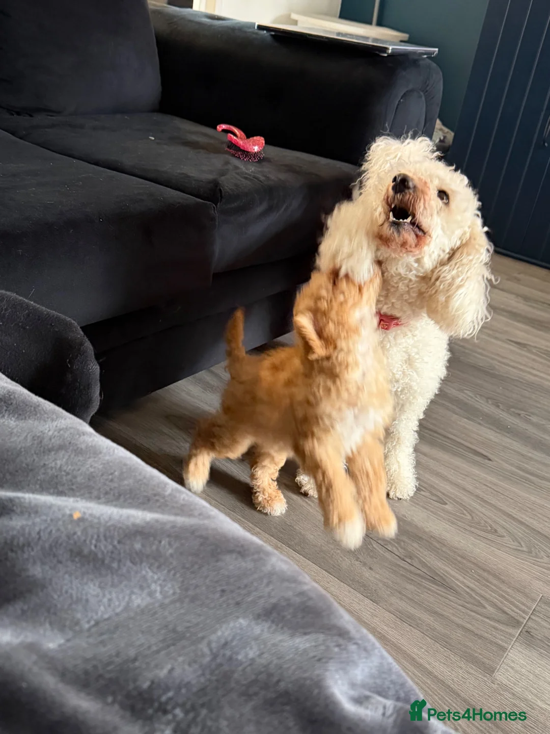 Mixed Breed dogs for sale: Toy/ miniature poodle  - Advert 10
