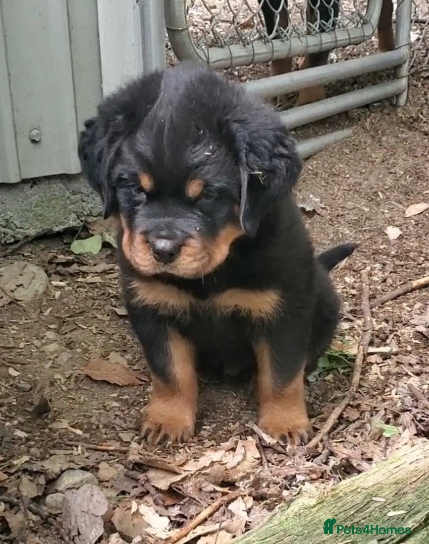 Rottweiler dogs Family raised rottie lovx pups - Advert 2