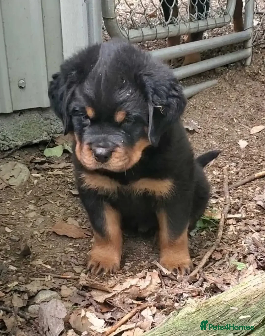 Rottweiler dogs for sale: Family raised rottie lovx pups - Advert 1