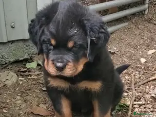 Rottweiler dogs Family raised rottie lovx pups - Advert 2