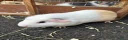 Guinea Pig rodents for sale: Guinea pigs - Advert 3