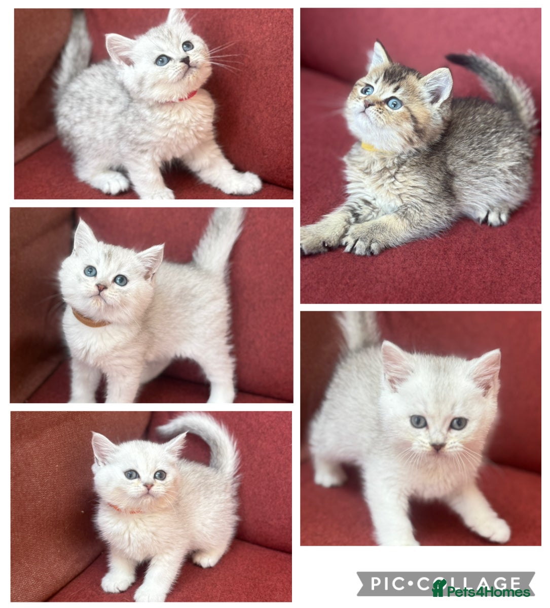 British Shorthair cats for sale: GCCF Silver shaded and gold British shorthair  - Advert 1