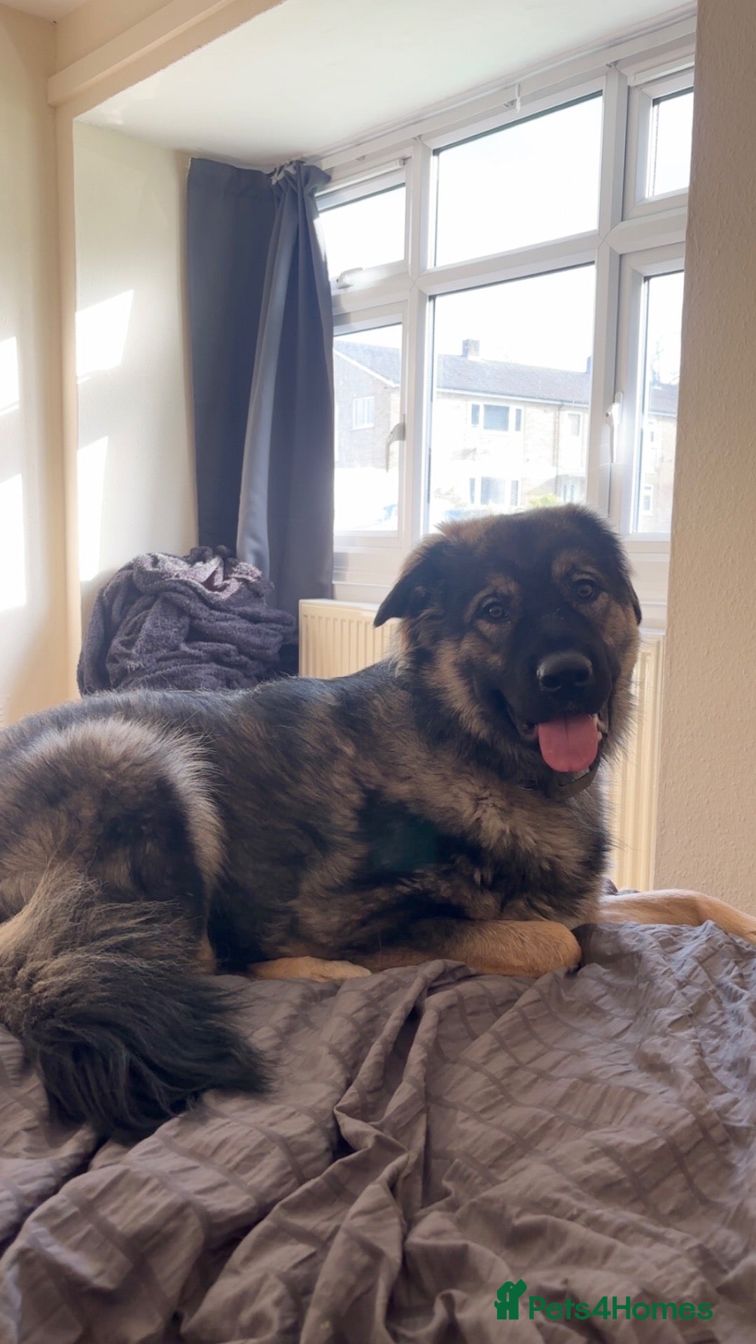 German Shepherd dogs for stud: Moose the German X Caucasian shepherd - Advert 1