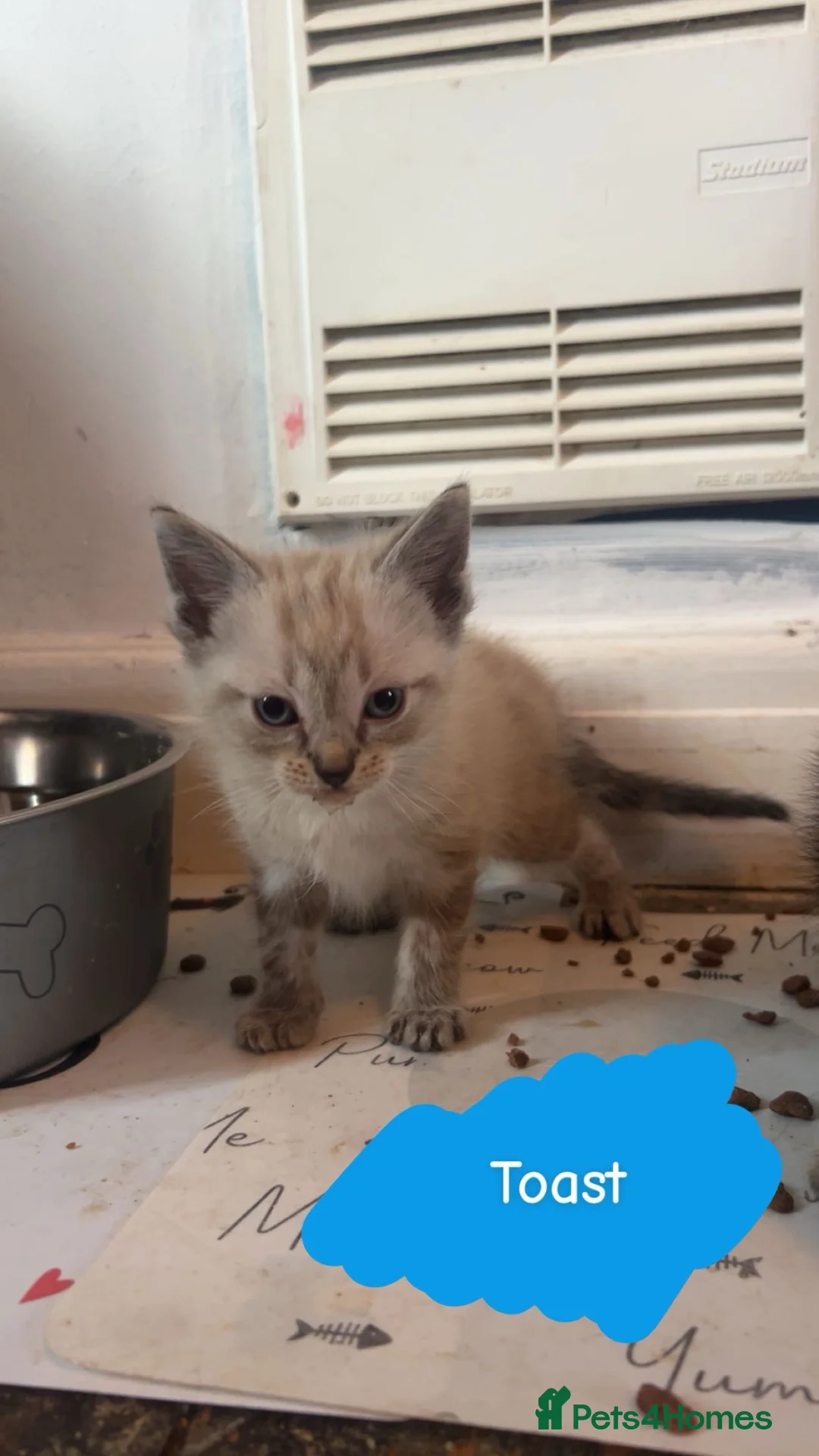Mixed Breed cats for sale: Kittens for sale in Penzance - Advert 5