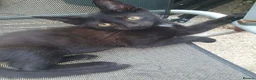 Mixed Breed cats for sale: Kittens - Advert 2