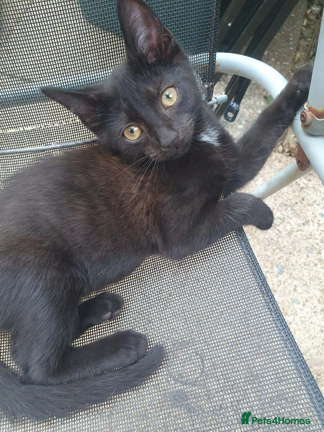 Mixed Breed cats for sale: Kittens - Advert 2