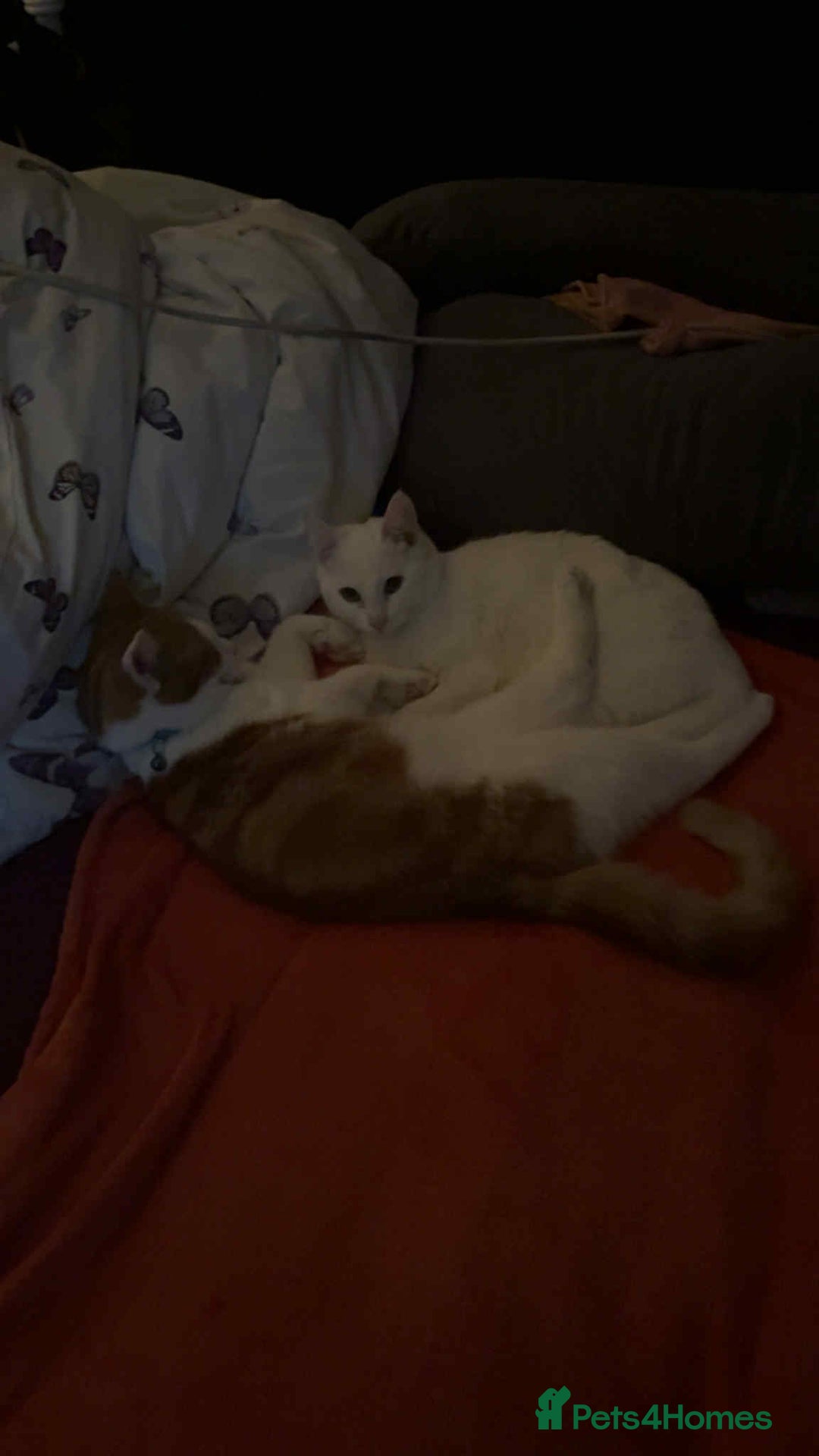 Domestic Shorthair cats for sale: Duchess and ozzy - Advert 2