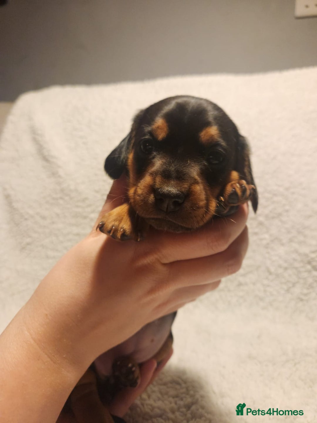 Dachshund dogs for sale: 🐾 Beautiful Dachshund Female Puppies  🐾 - Advert 8
