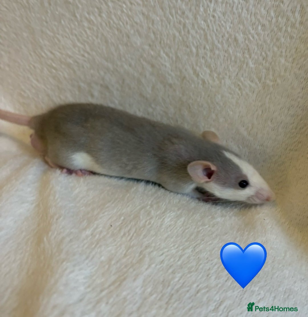 Rat rodents for sale: Baby Dumbo rats for sale - Advert 18