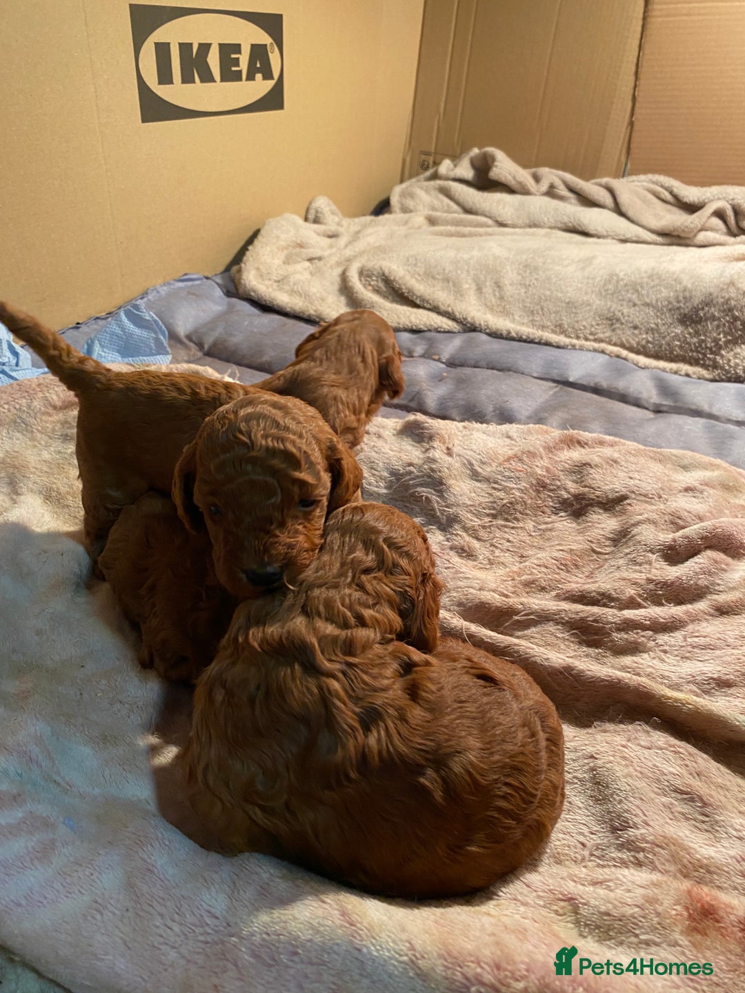 Cockapoo dogs for sale: 🐾 FLUFFY COCKAPOO PUPPIES  - Advert 8