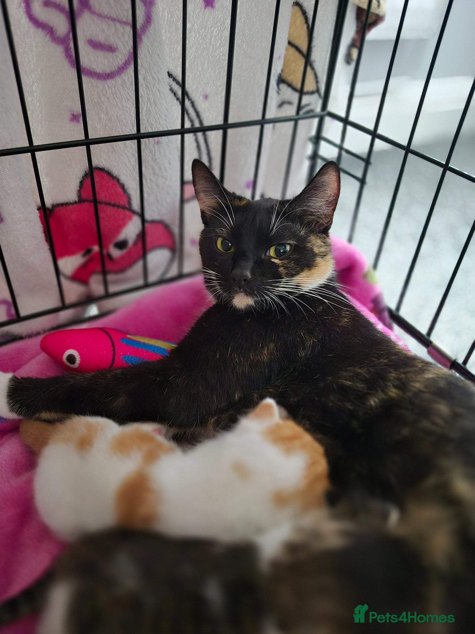 Mixed Breed cats 6 males one female looking for forever homes  - Advert 1