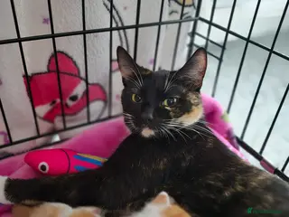 Mixed Breed cats 6 males one female looking for forever homes - Advert 2