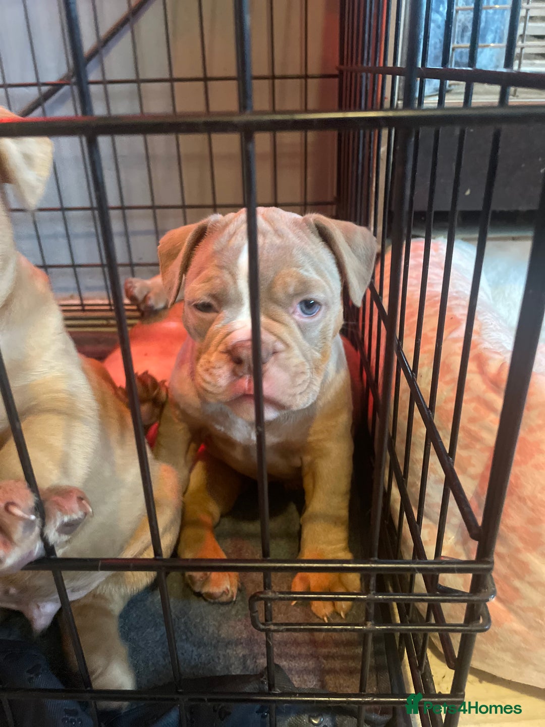 Olde English Bulldogge dogs for sale: 5 stunning olde english bulldogges for sale😍 - Advert 12