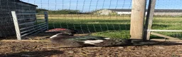 Waterfowl poultry for sale: Various Trios Muscovy ducks - Advert 4