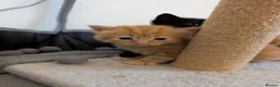Mixed Breed cats for sale: Ginger kittens and black kittens  in Addlestone - Advert 8