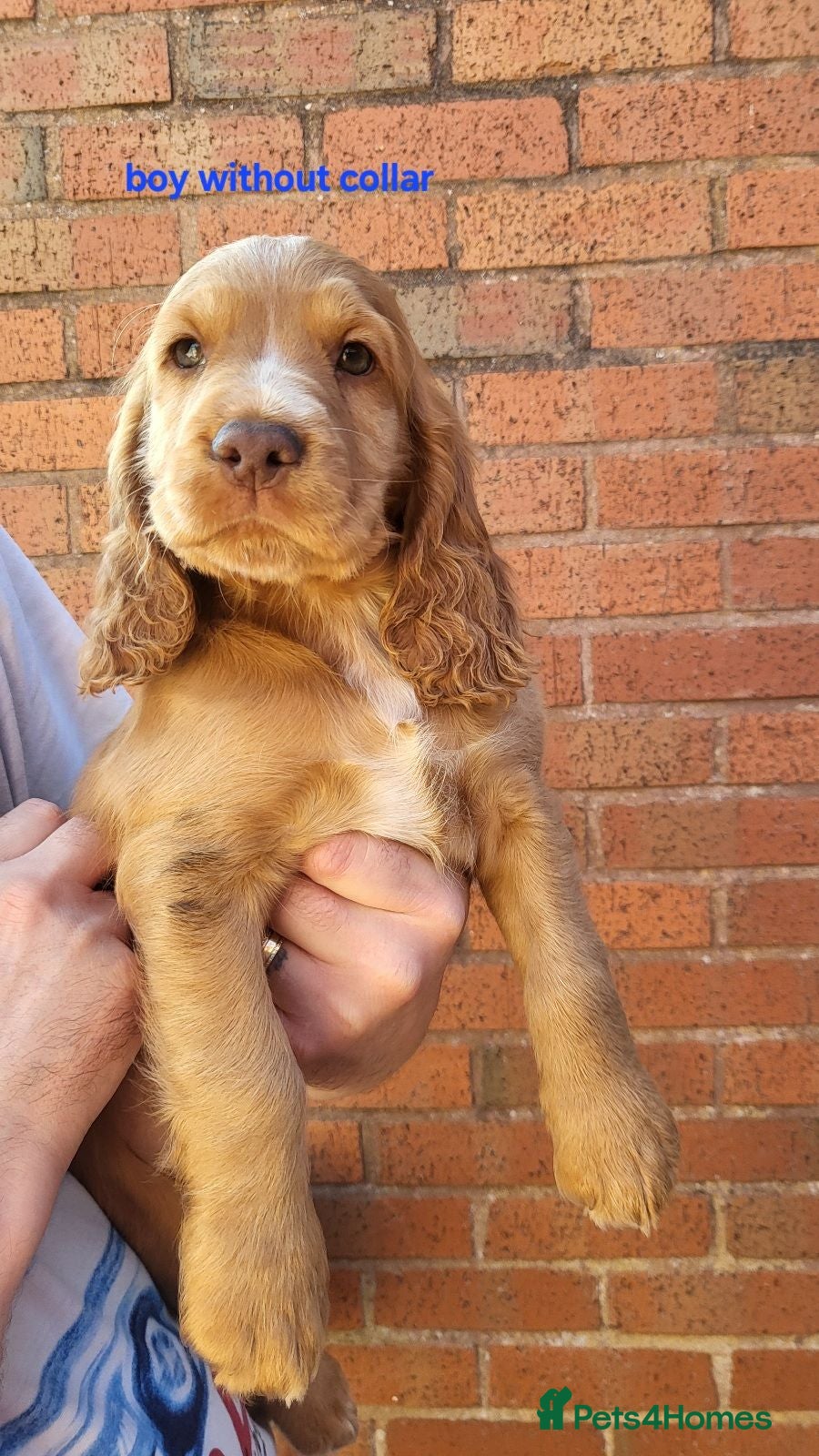 Cocker Spaniel dogs Ready to leave working/show cocker spaniel puppies - Advert 2